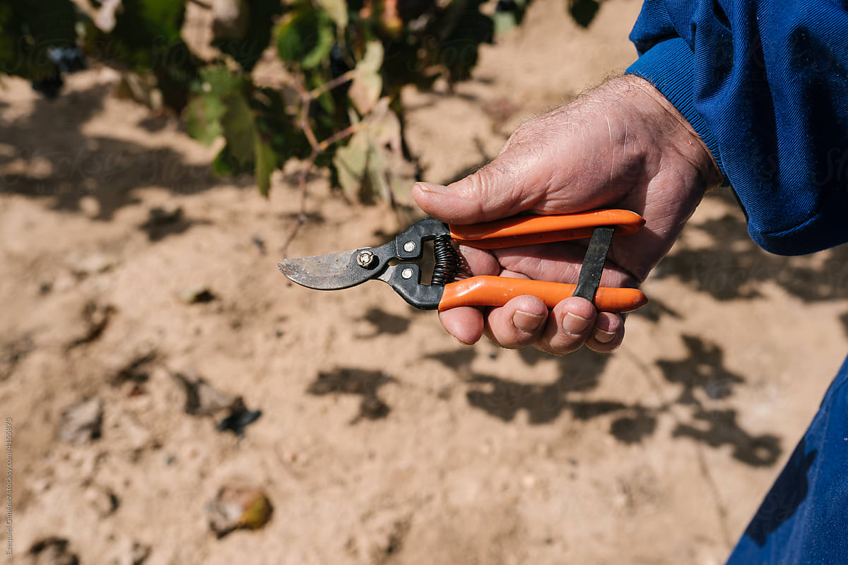 Crop farmer with secateurs on plantation