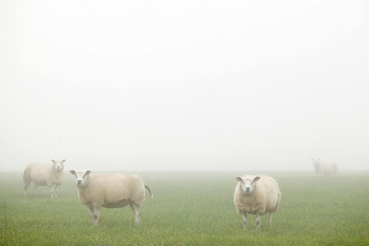Four sheep in the fog