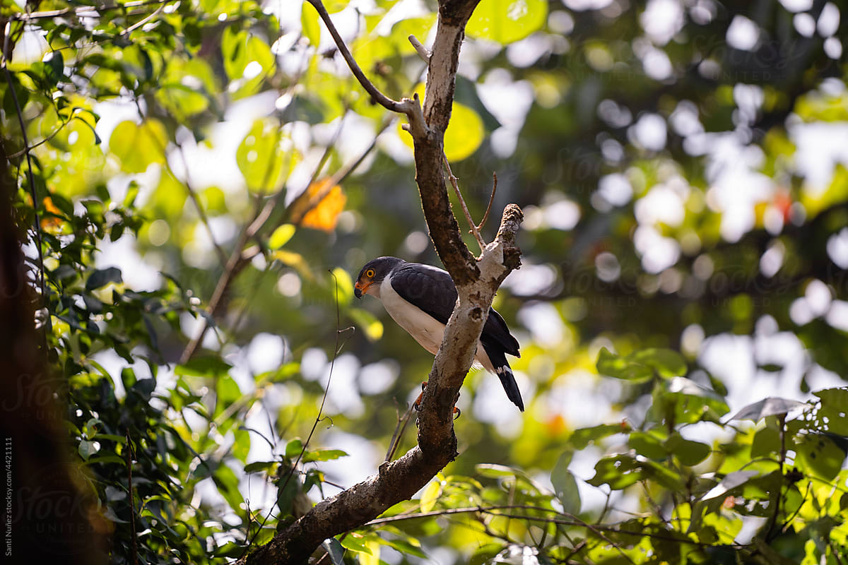 Semiplumbeous hawk sitting on tree branch