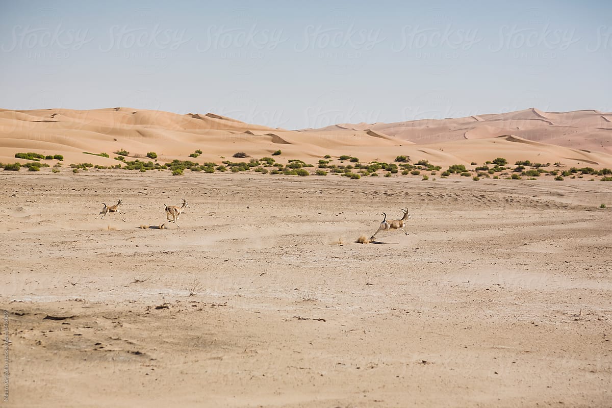 antelopes running in the Desert,  United Arab Emirates