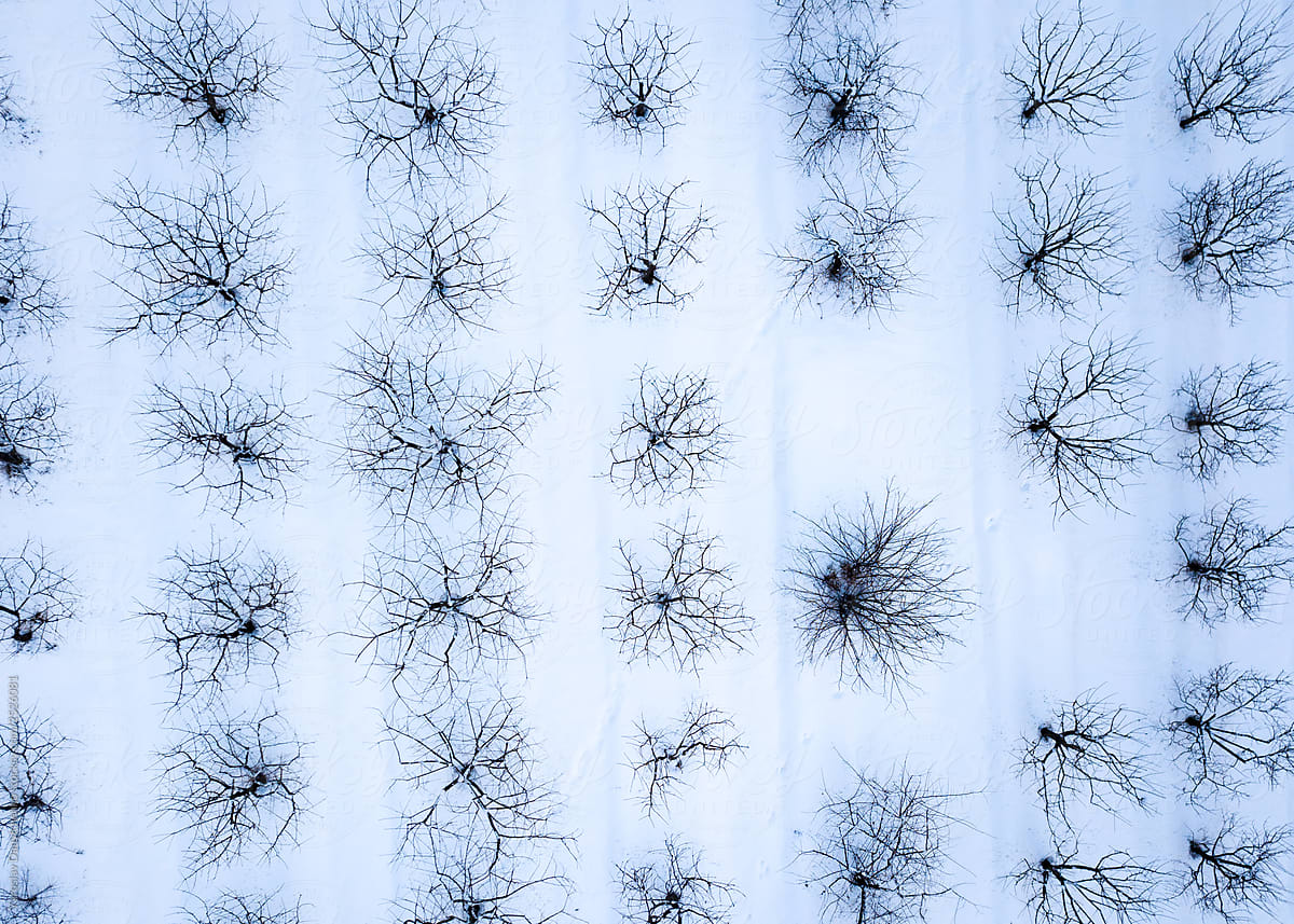 Winter tree structure pattern on a white background of snowy land. Top view from drone.