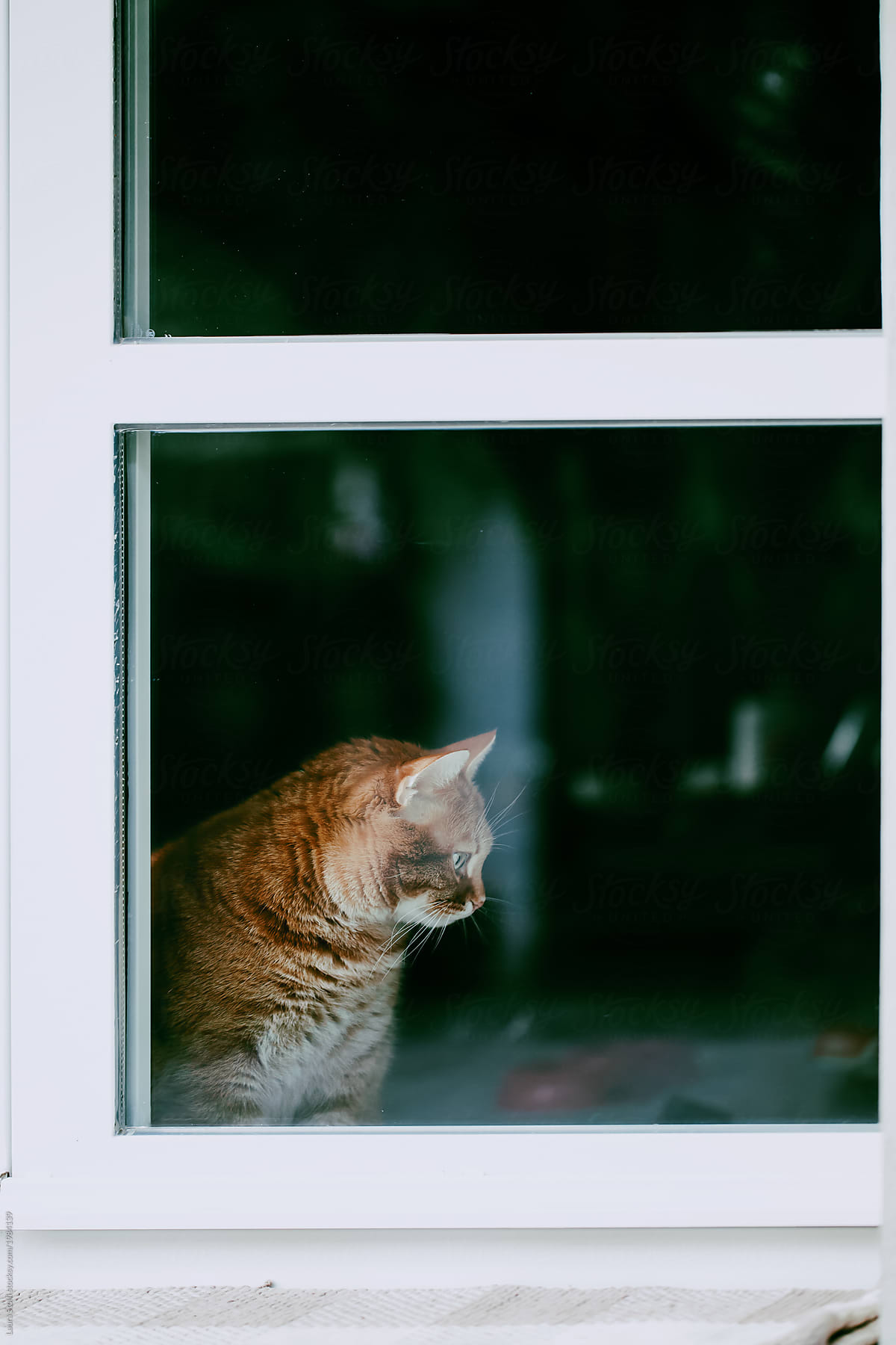 Side view of cat seen from outdoors while sitting indoors behind window\'s glass