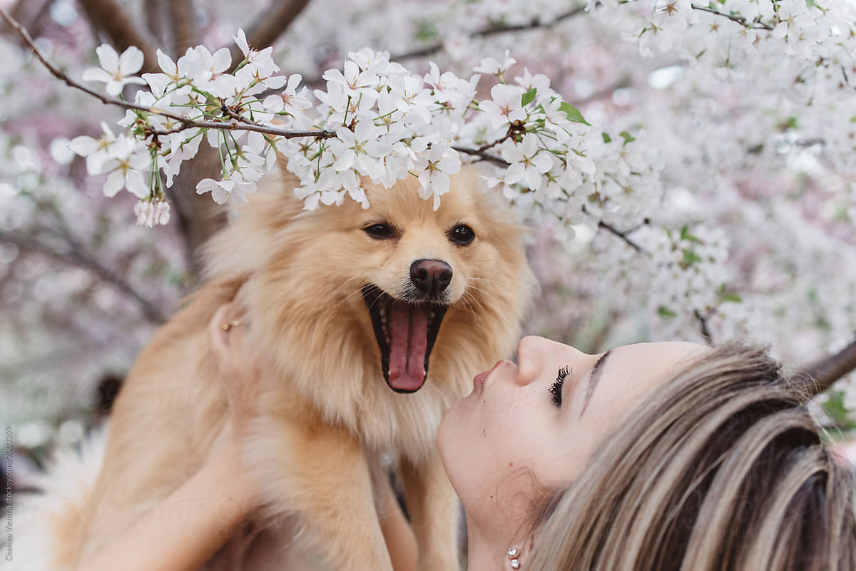 A young blonde woman standing amongst the cherry blossom trees with her dog