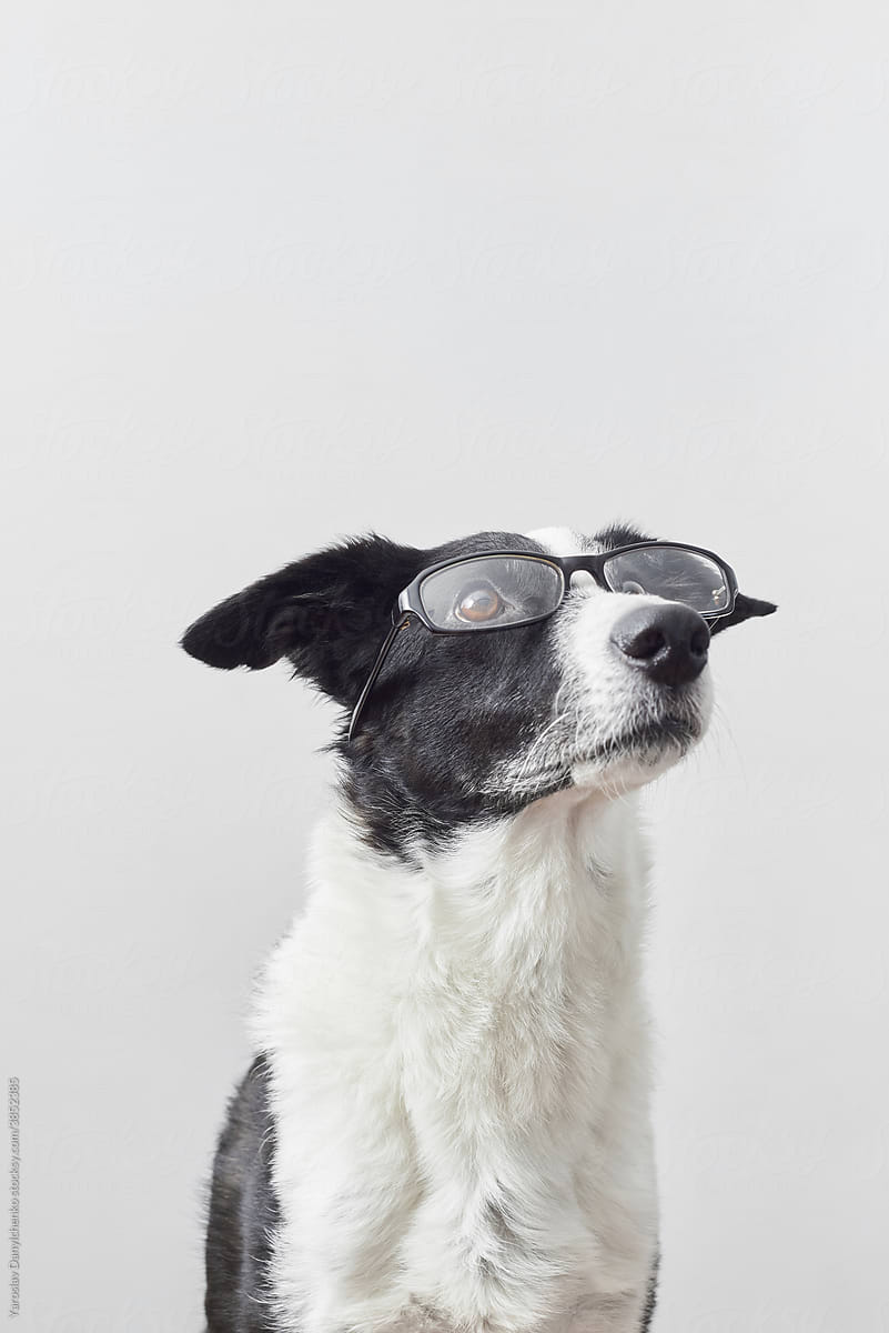 Black and white dog with glasses