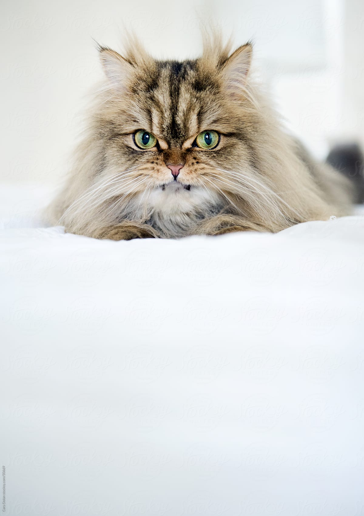 Scowling Persian cat sits atop white bed
