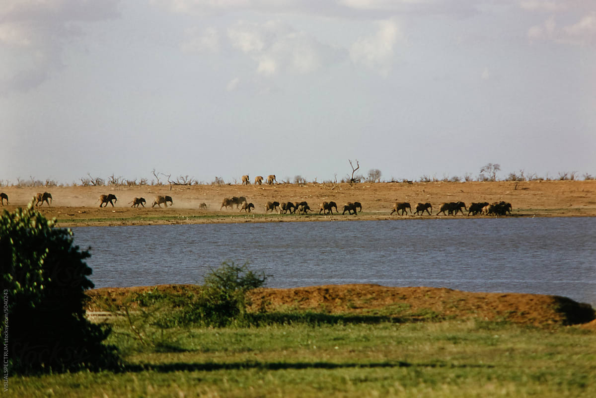 Herd of Elephants Near Watering Hole