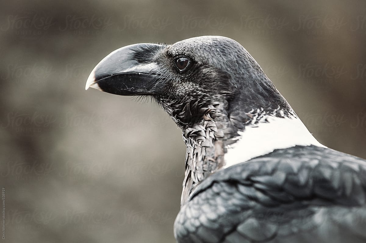 White neck raven