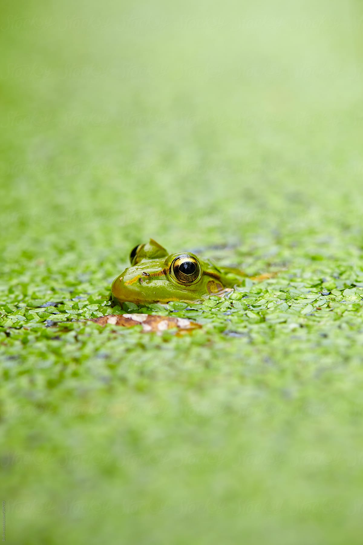 one frog in pond