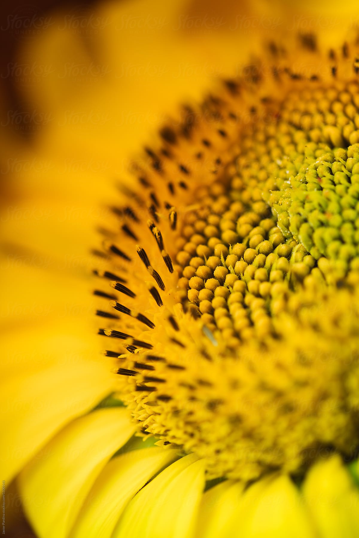 Macro details of sunflower