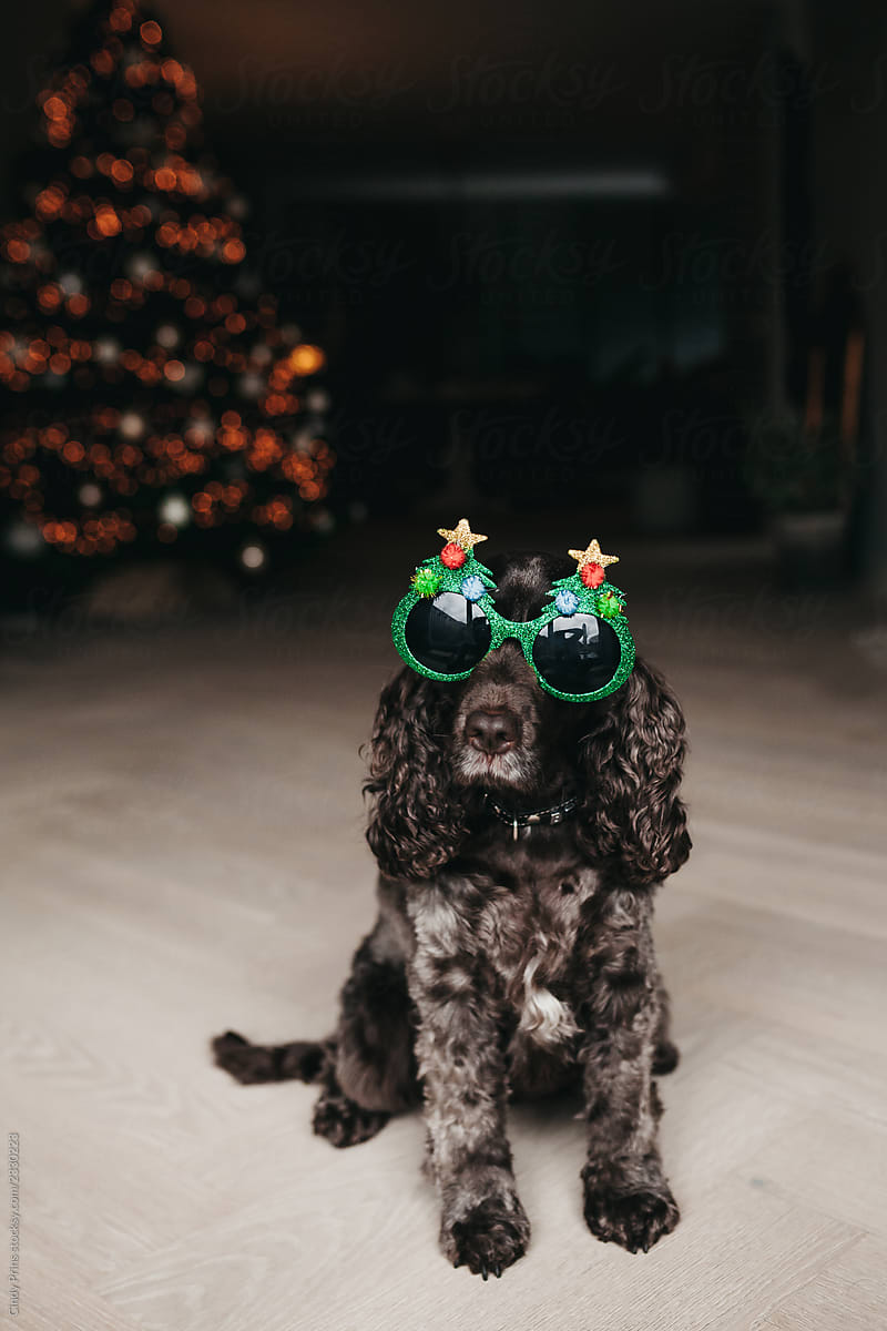 Cocker spaniel dog sitting with Christmas glasses on