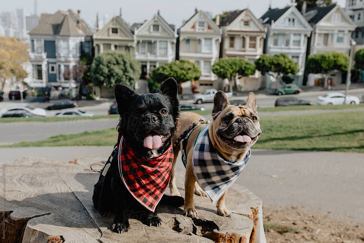 French Bulldogs in Front of Houses