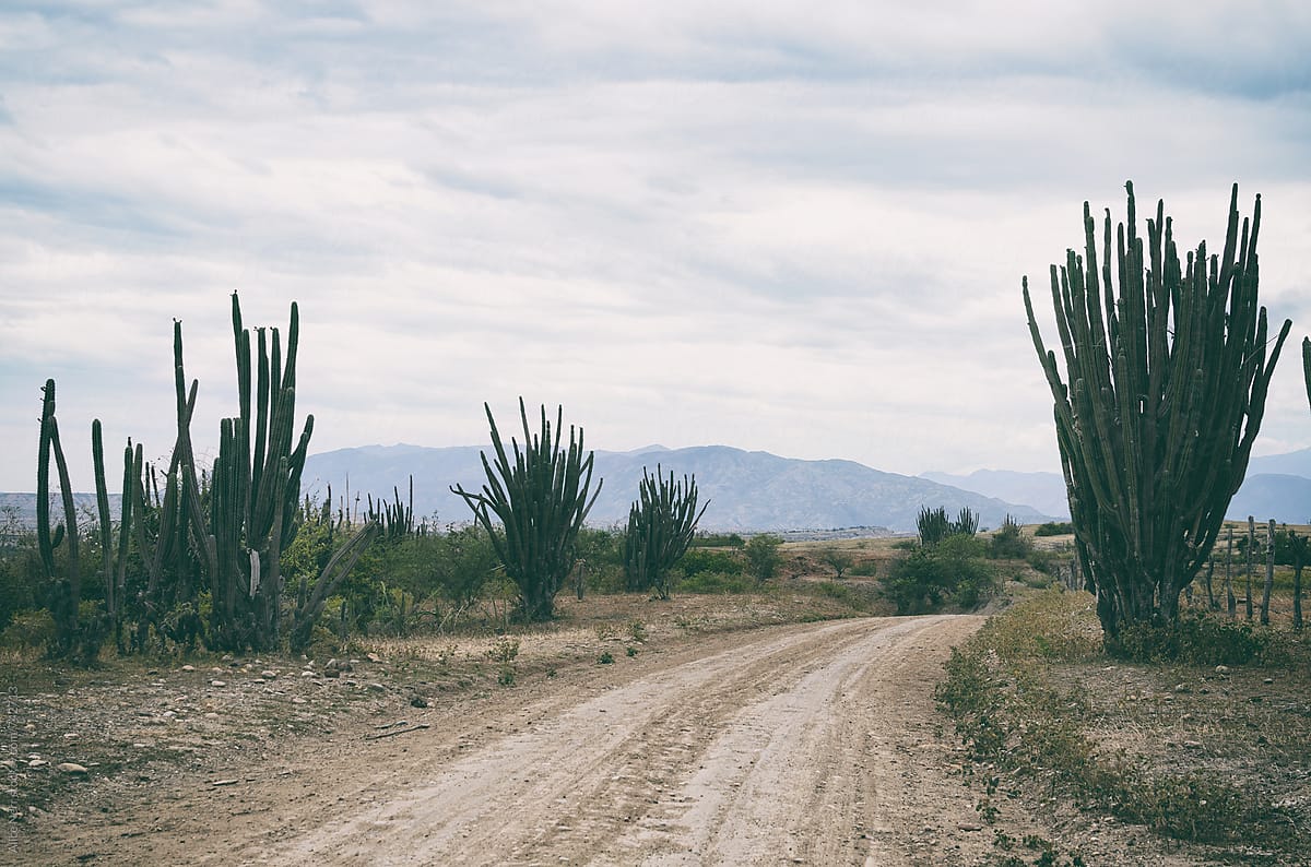 Country road and massive cacti