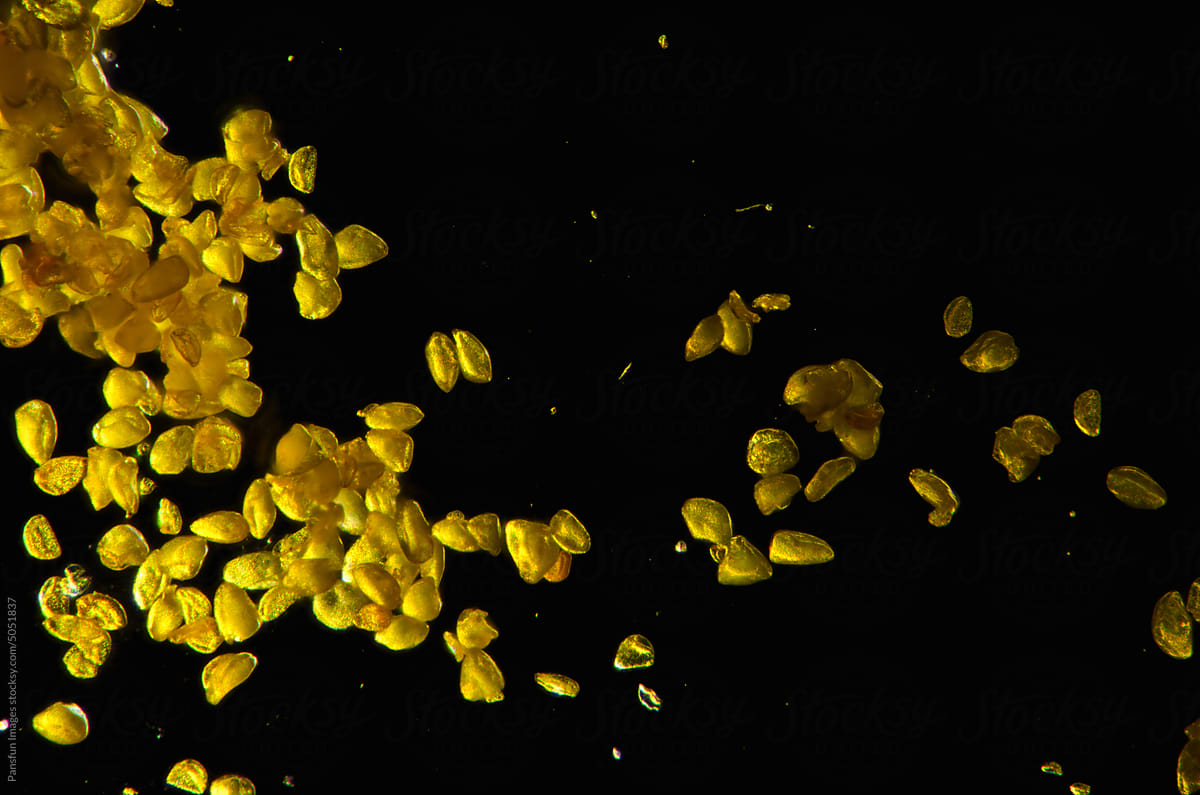 yellow pollen