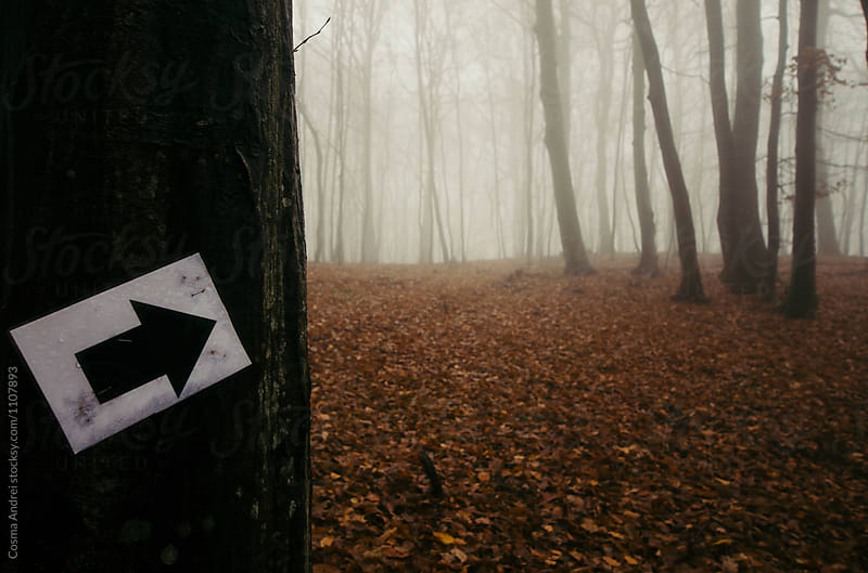 Sign in the woods with fog showing dirrection