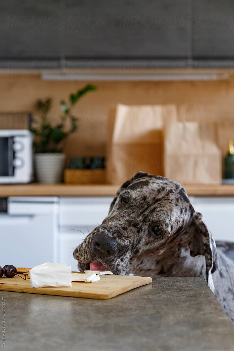 Dog stealing cheese from cutting board