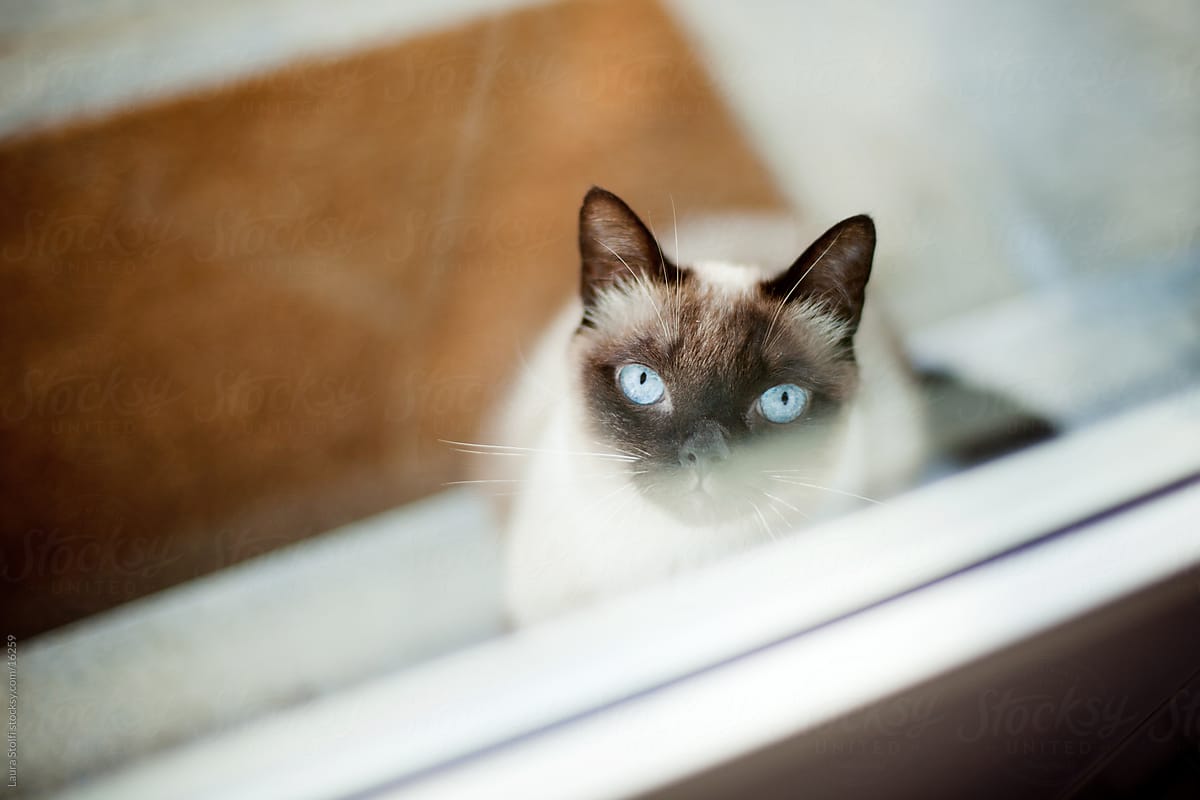 Cat looking inside through glass panel and waiting for the door to be opened