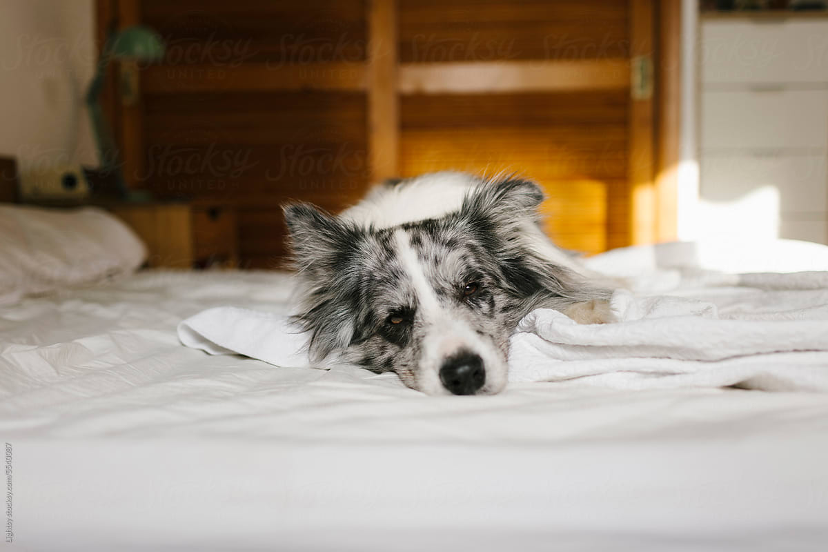 A dog is sleeping in his owner\'s bed