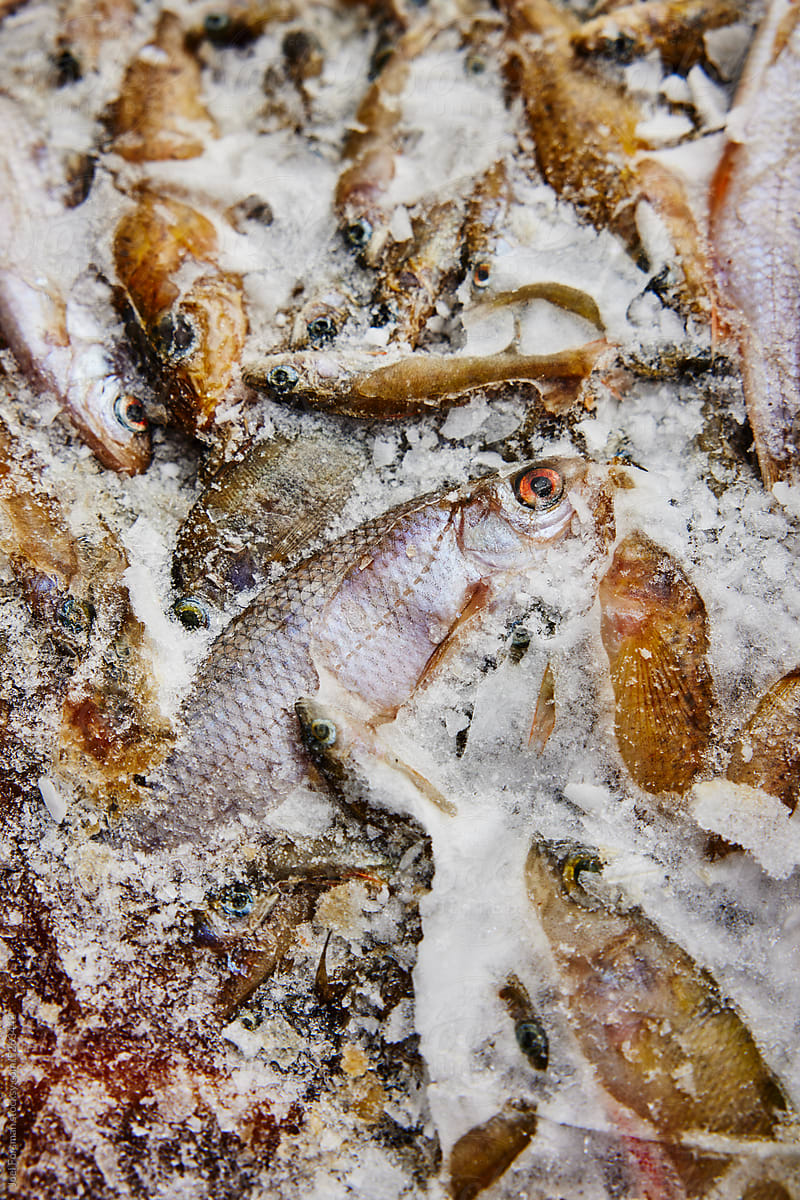 frozen wild fish dog food for sleddogs