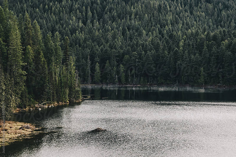 Beaver lodge in wilderness lake
