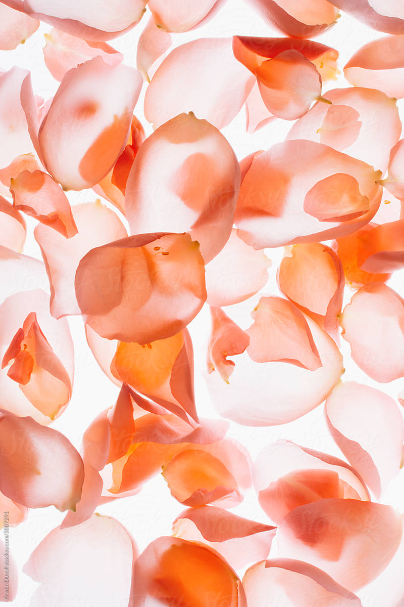 Coral pink rose petals