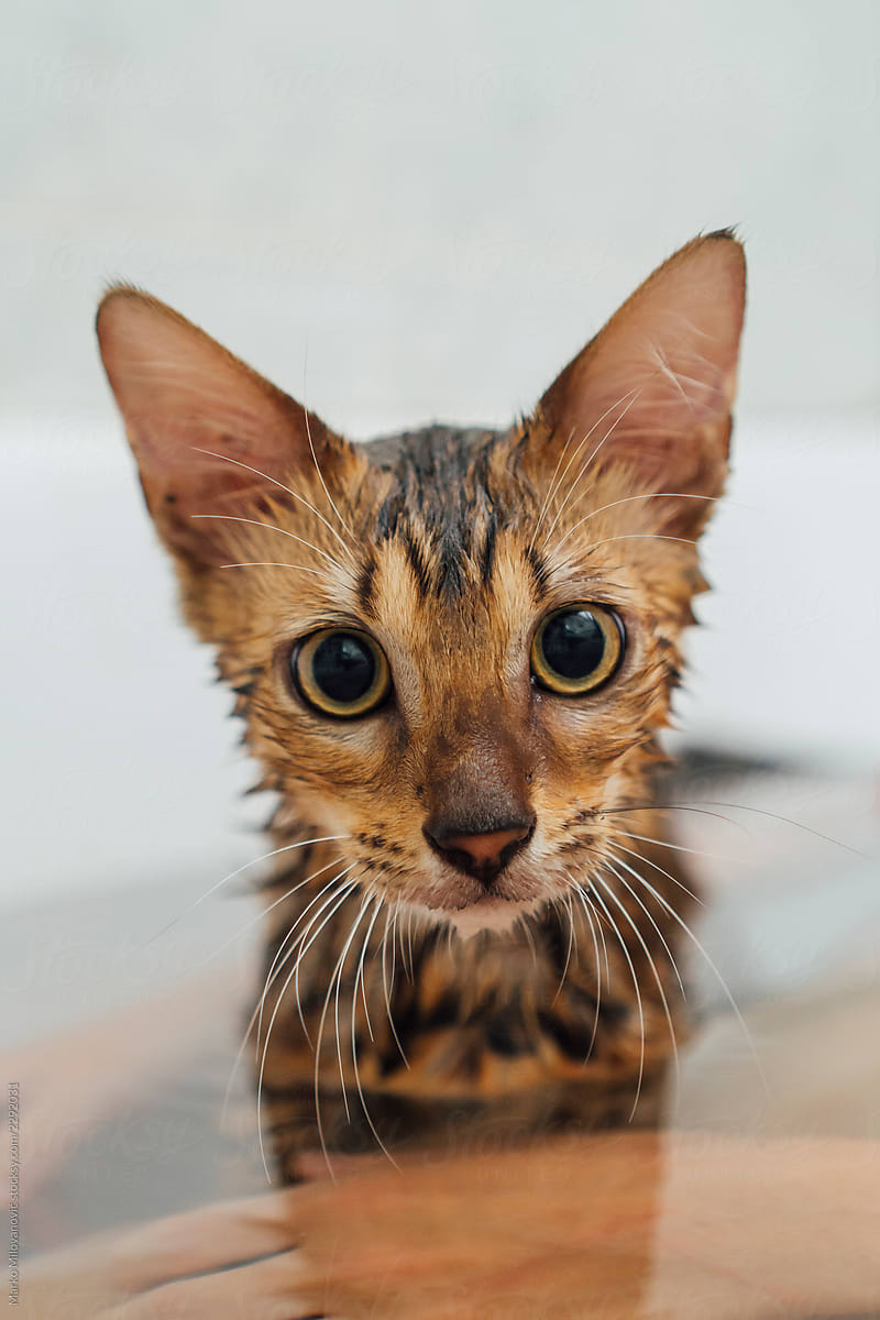 Bengal cat bathing