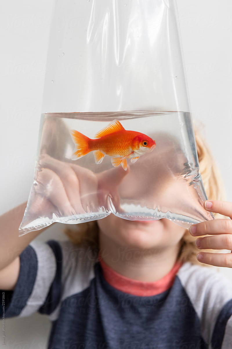 New pet goldfish