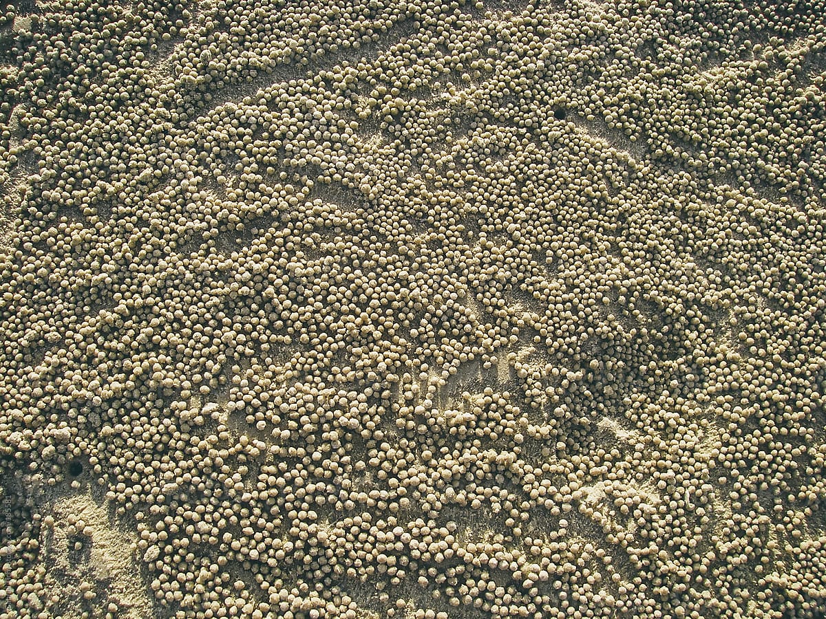 Array of balled-up sand created by crabs