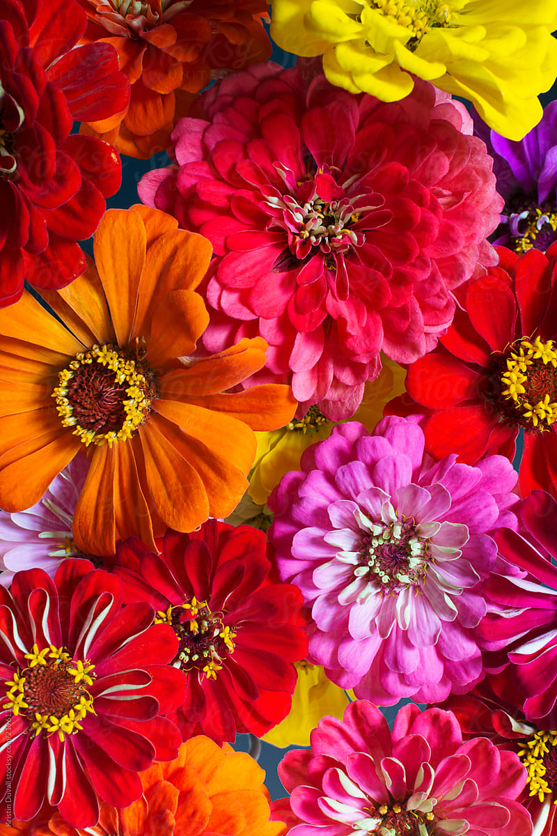 Beautiful Zinnia Flowers By Kristin Duvall Flower Beautiful Stocksy United