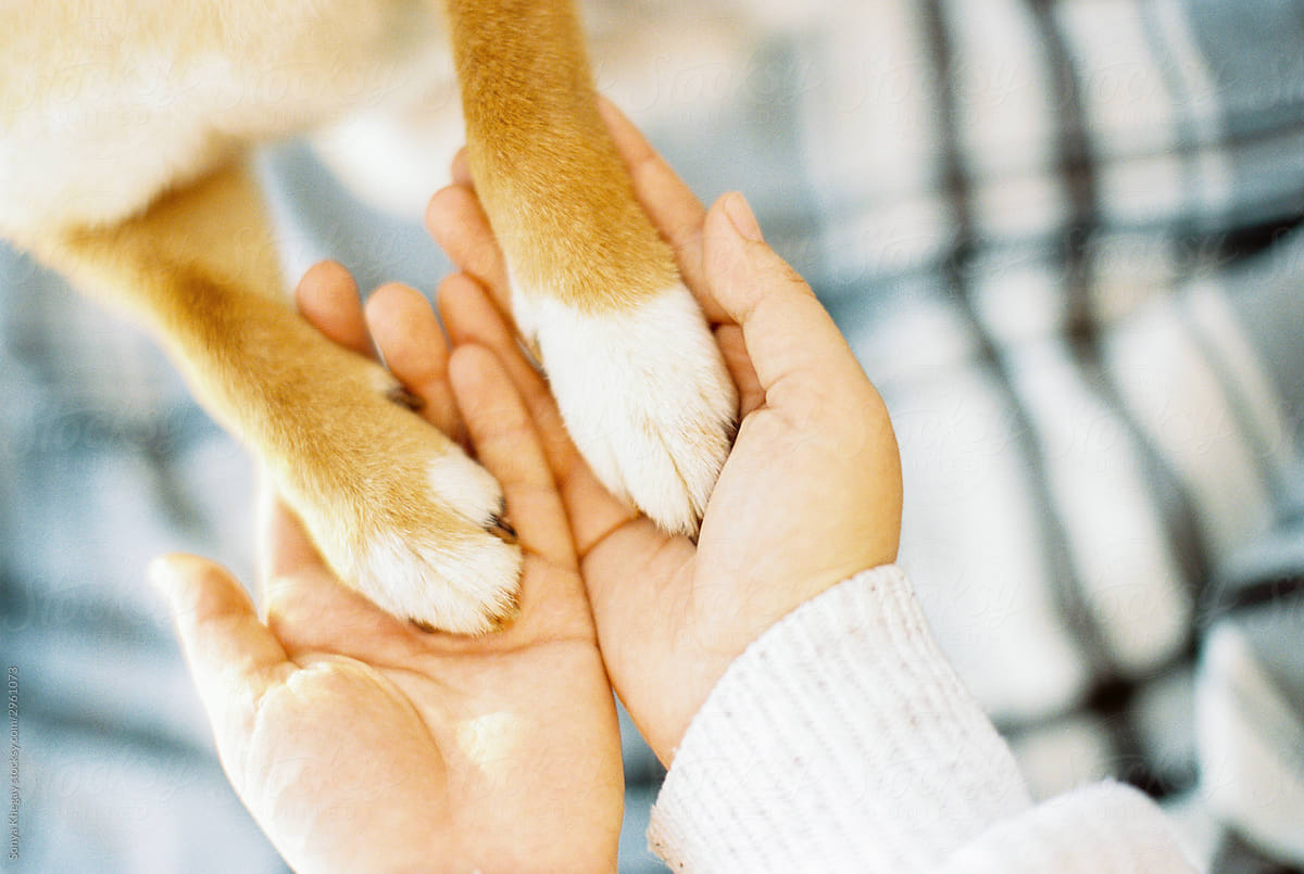 dog paws in human hands