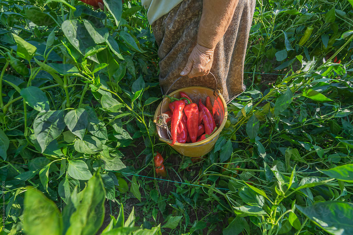 Red Pepper Harvest