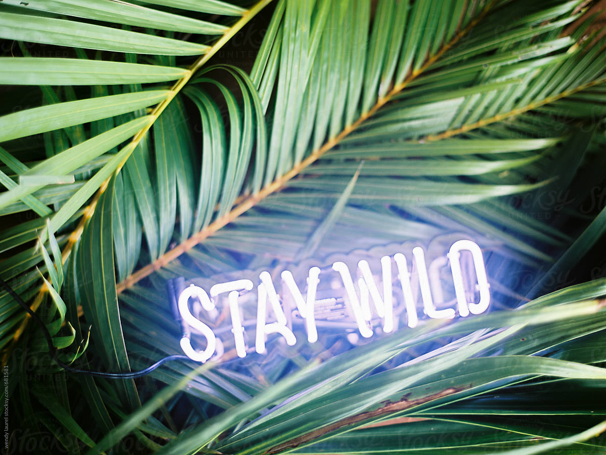 stay wild neon sign on green palms