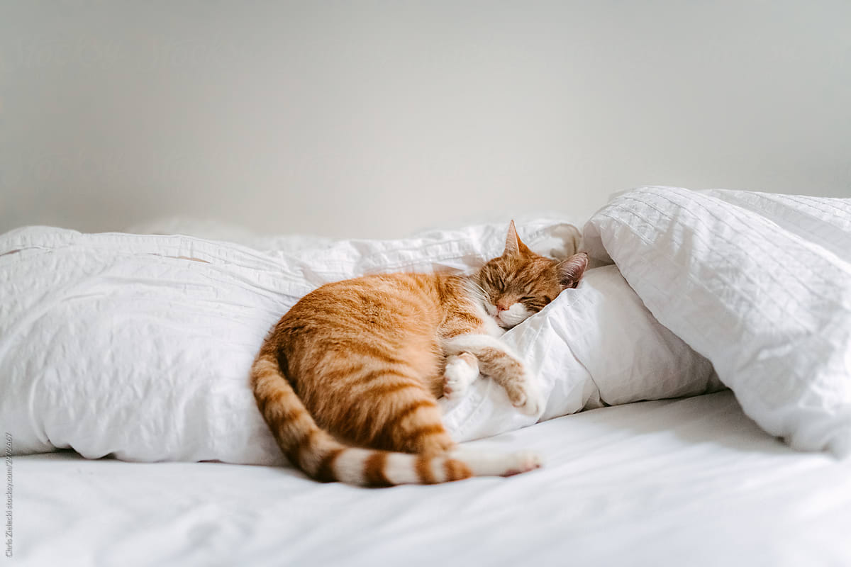 Tabby ginger cat sleeping on blanket