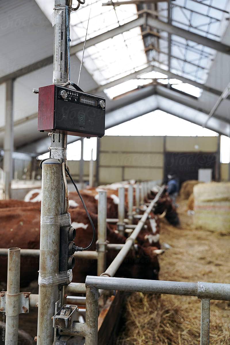 View at cows at milk farm indoors
