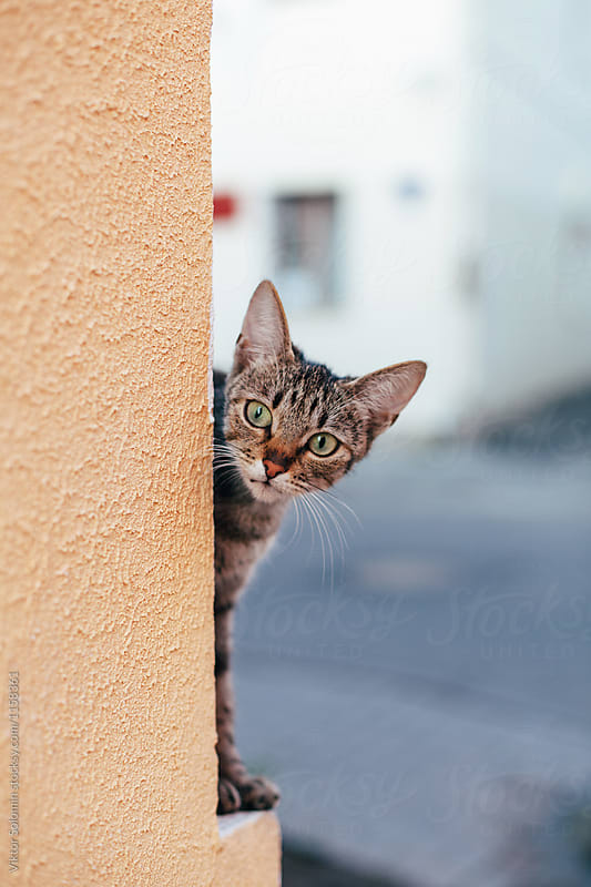 Young cute little curious cat looking from the corner