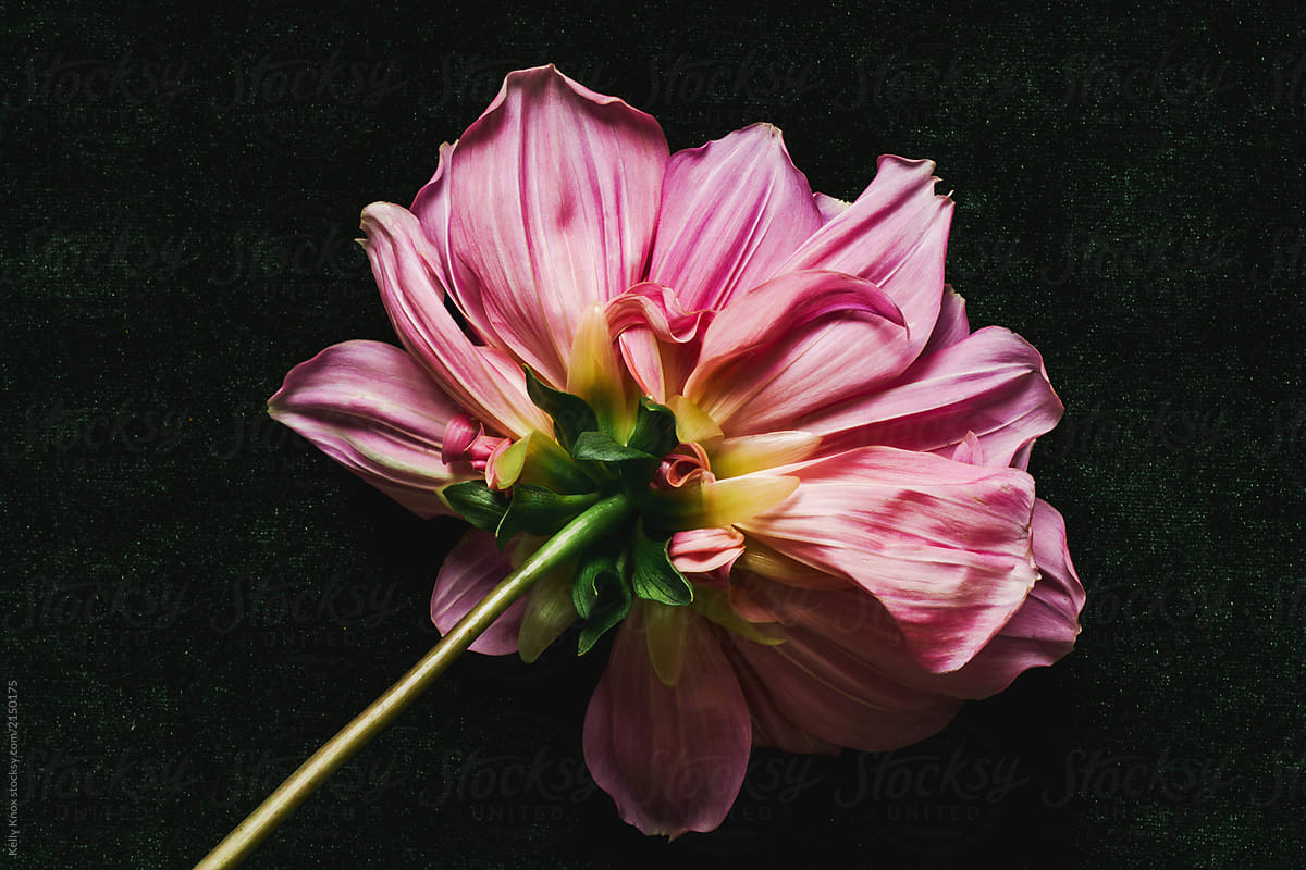 close up image of the back of a dahlia against a dark green velvet background