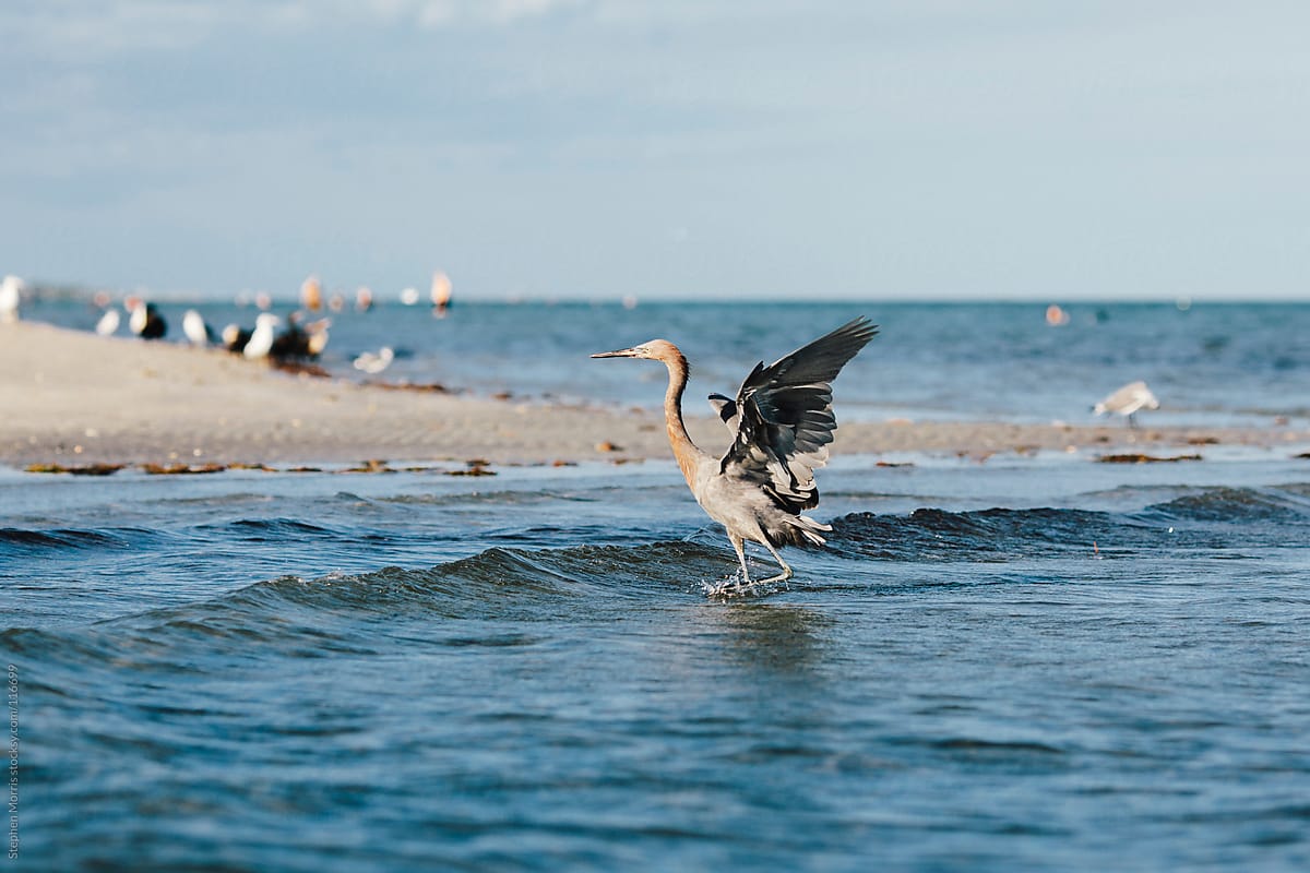 A heron in the water at Key Biscayne, Florida