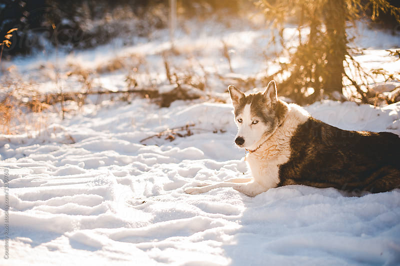 A Winter dog