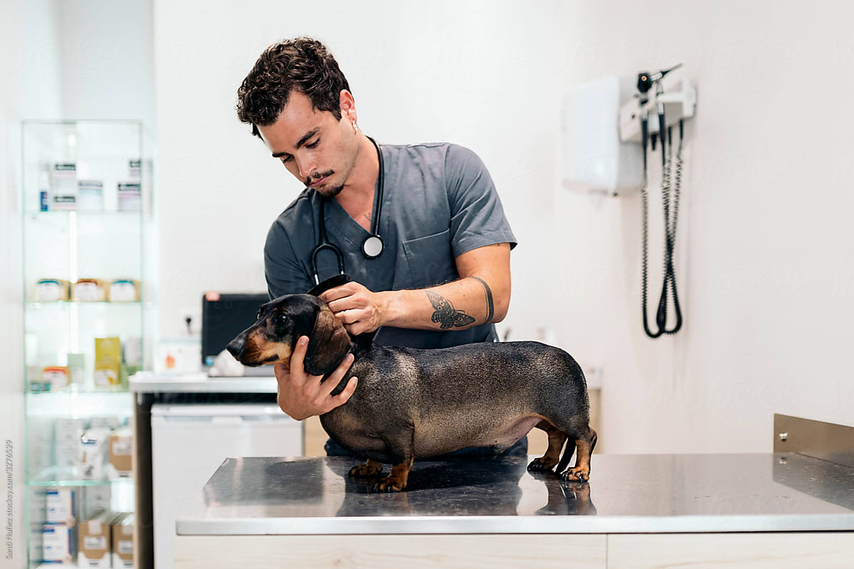 Portrait of Male Veterinarian Examining a Dog