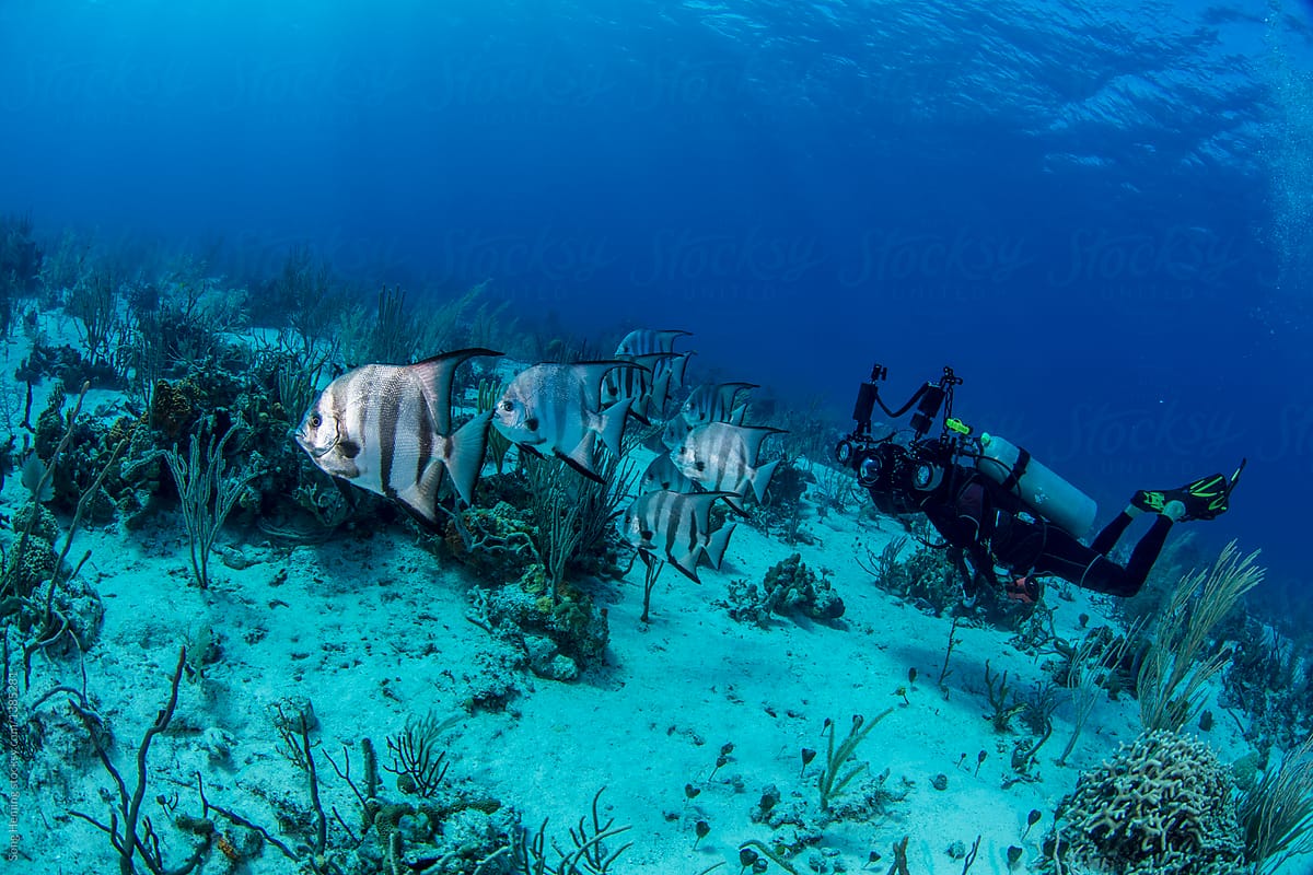 Underwater photographer diving with schooling Atlantic Spadefish