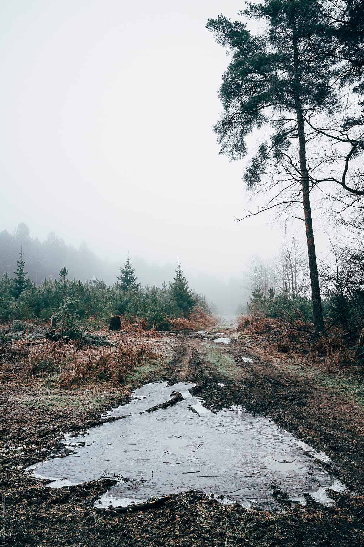 Fog and frost in a recently felled section of forest.
