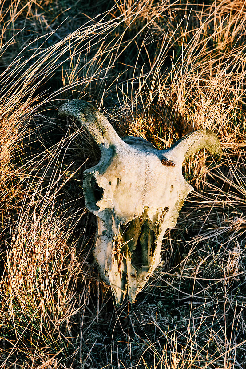 Sheep skull among grass. Ash Fell, Cumbria, UK.