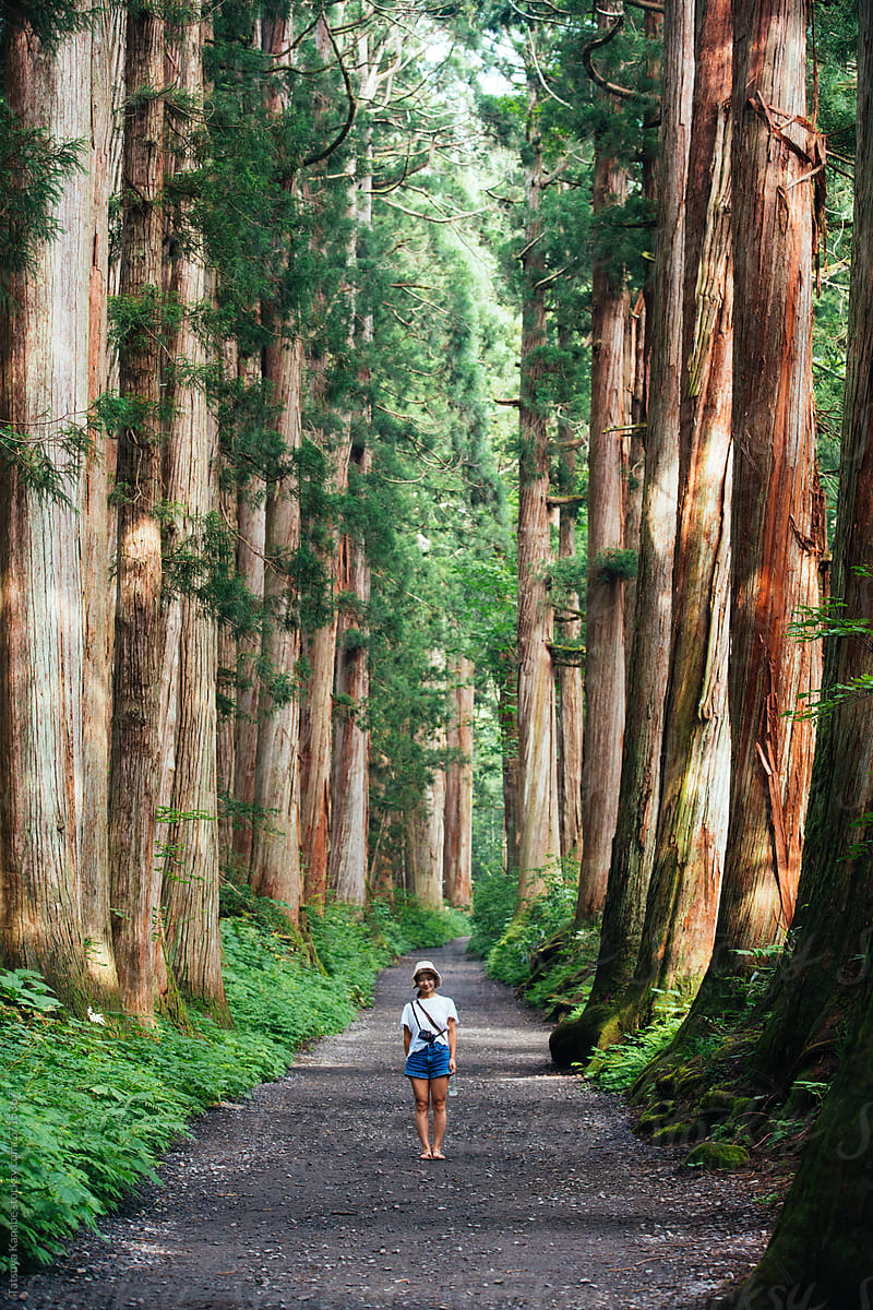 Straight Way Lined with Huge Sequoia Trees at Japanese Shrine