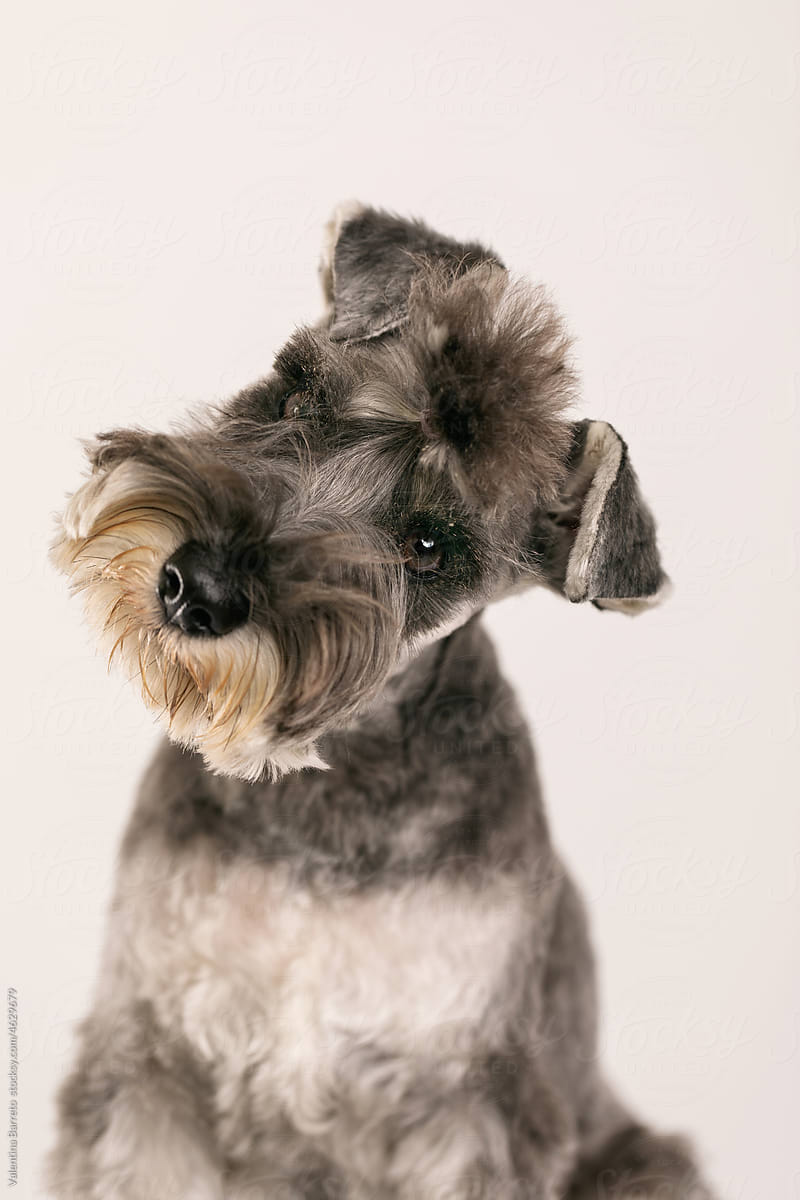 cute Schnauzer dog studio  portrait