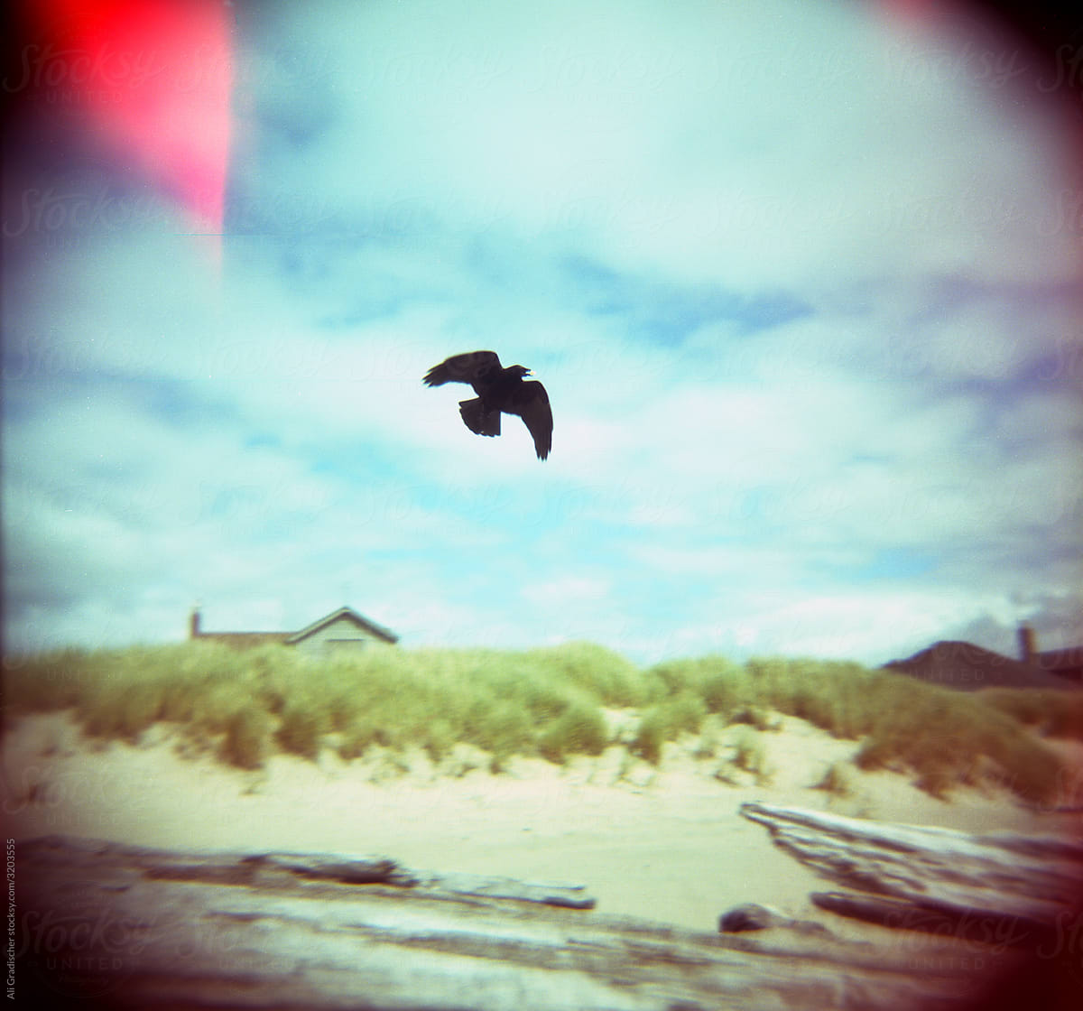 A Crow Flying Over the Beach