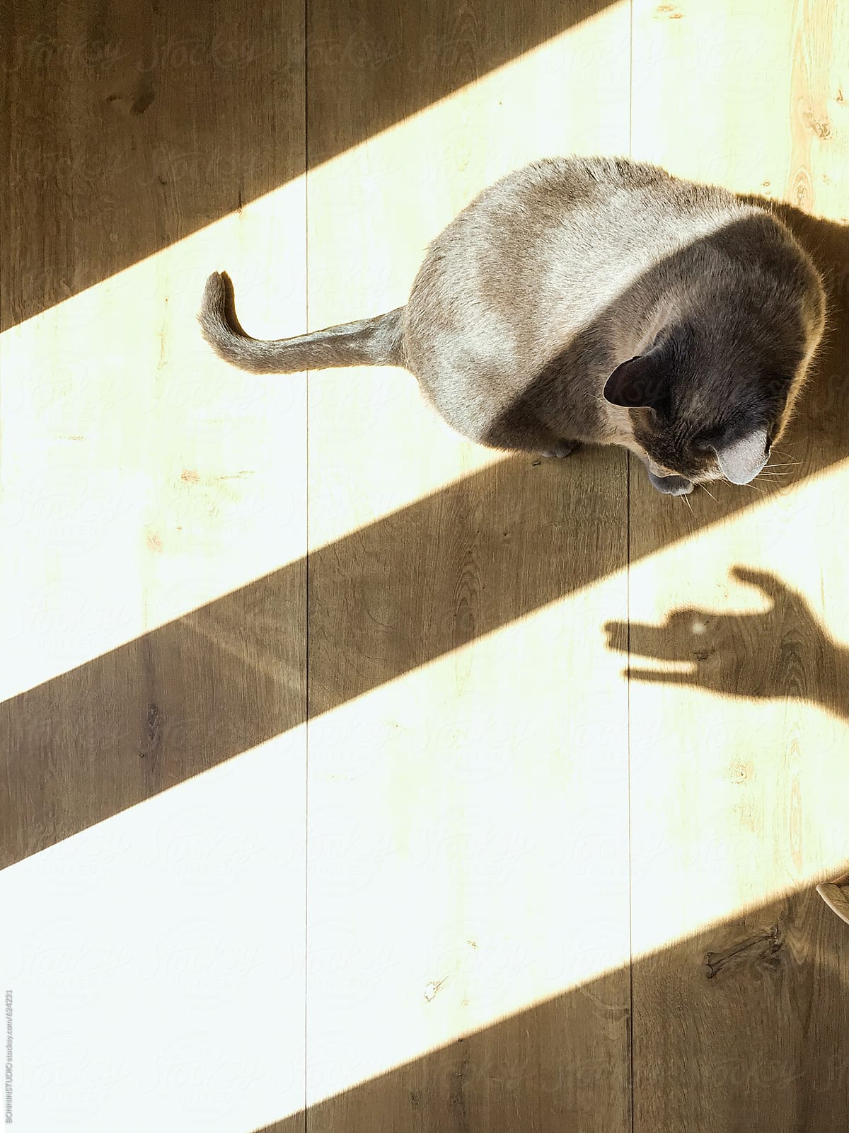 Overhead of a cat looking at a hand making a shadow figure of a dog.