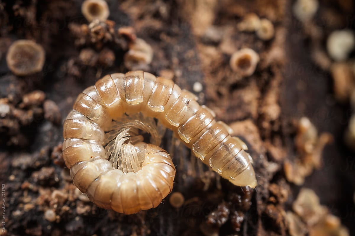 A millipede found under a rock on the forest floor