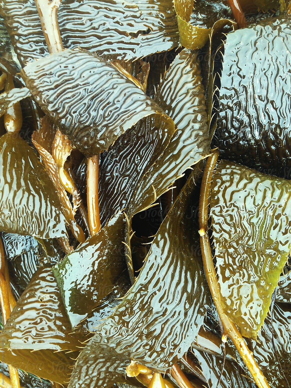 Various types of seaweed and kelp, close-up
