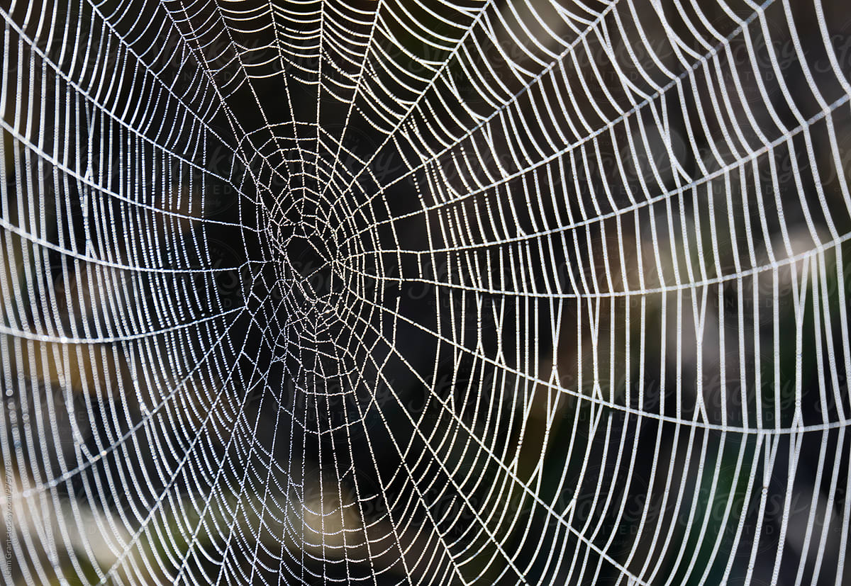 Detail of a spider web covered in dew droplets. Norfolk, UK.