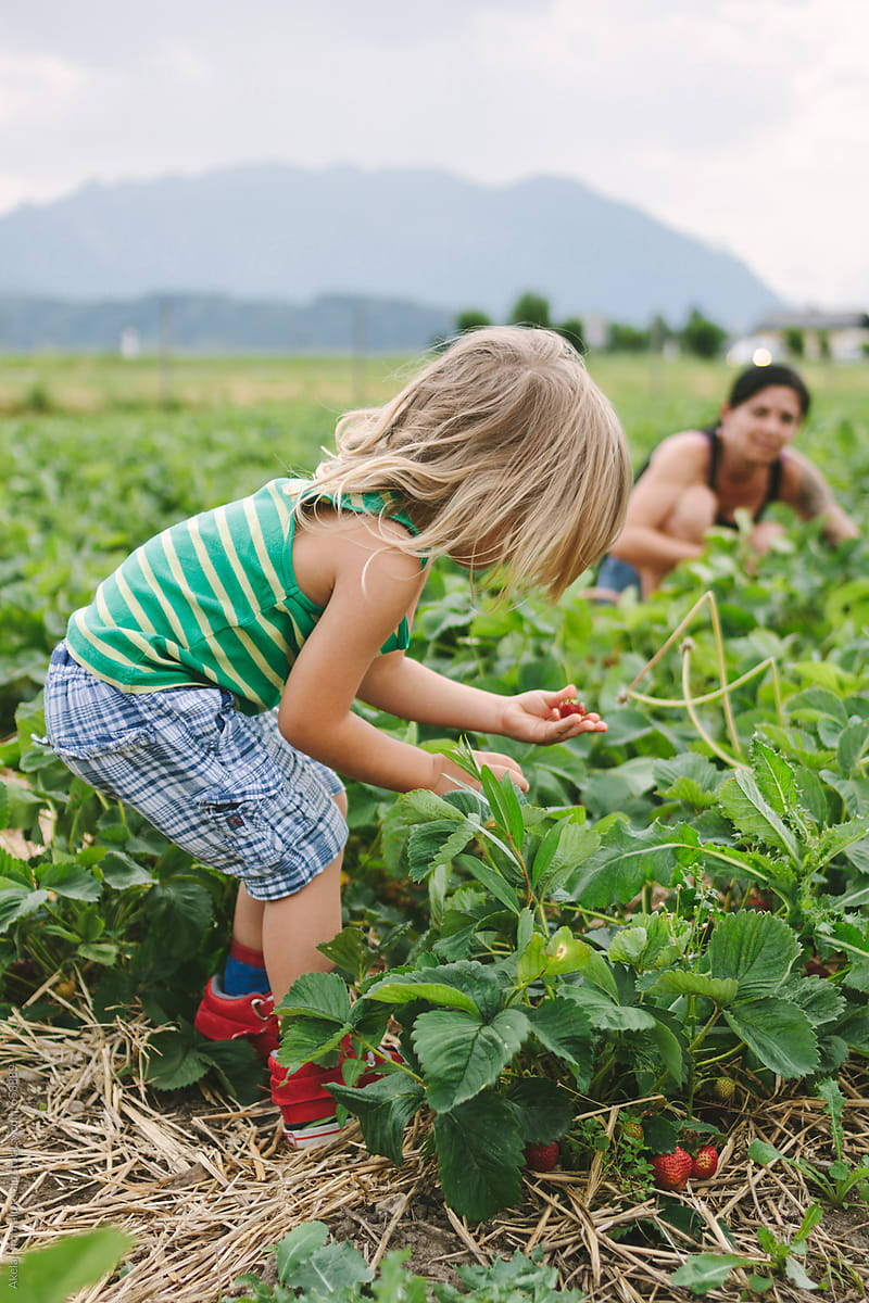 little boy with long blonde hair picking strawberries on a strawberry field with his mother