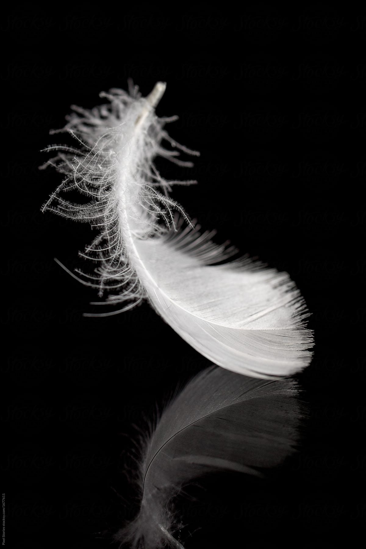 Gentle white feather on black reflective surface